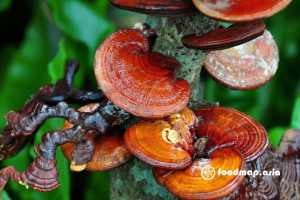 luu-y-khi-dung-nam-linh-chi