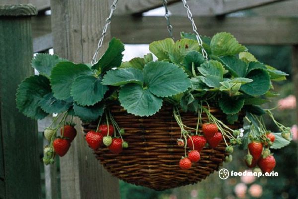 trong-dau-tay-ten-chau