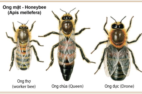 cac-thanh-vien-ong-mat