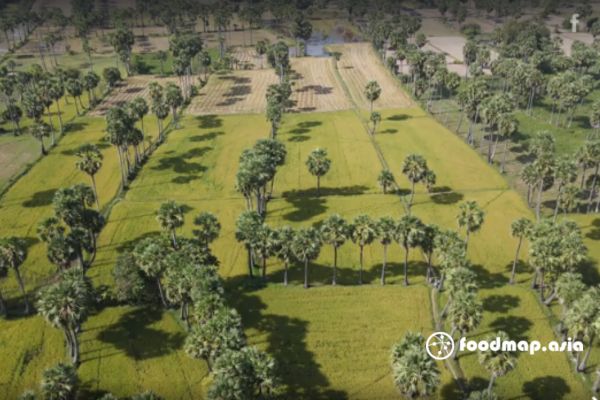 canh-dong-cay-thot-not