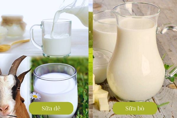 phan-biet-sua-bo-sua-de