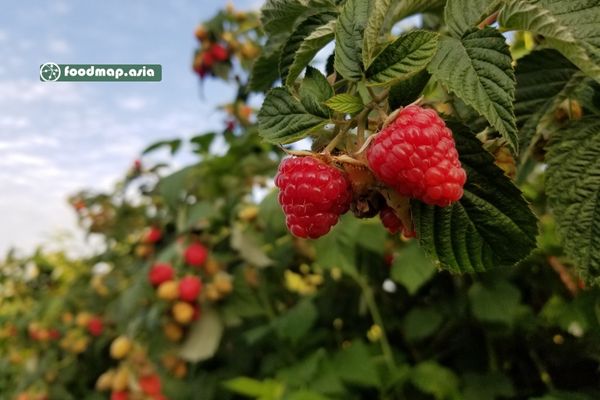 khúc bồn tử tại vườn