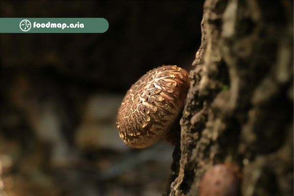 nam-Shiitake-ban-dia