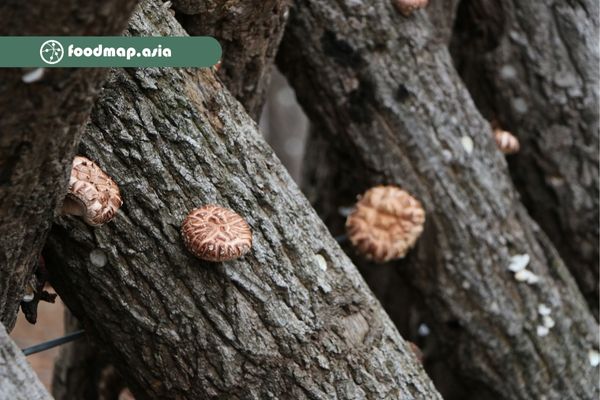 lấy mẫu từ môi trường tự nhiên