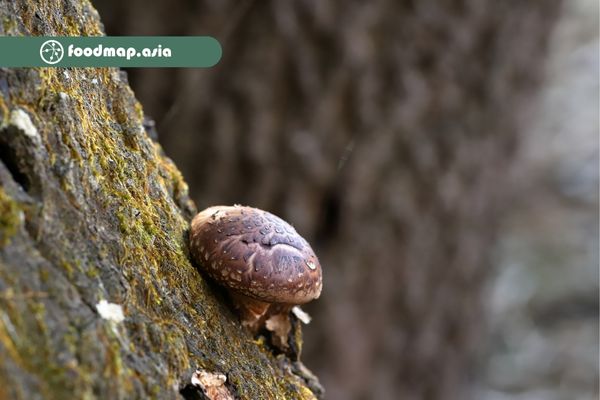 Với danh xứng " nữ hoàng" dinh dưỡng Shiitake