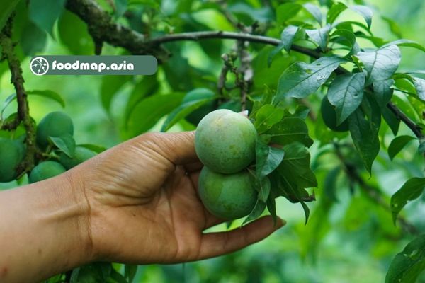 Mận khi còn xanh