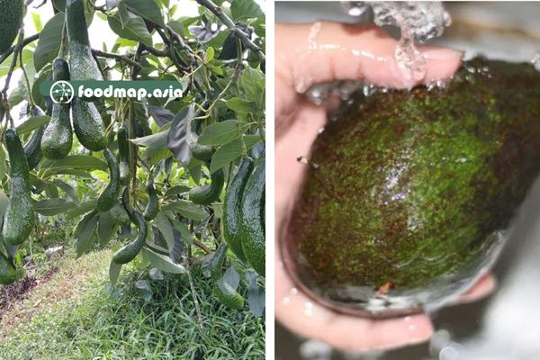 Vườn bơ của bà con Lâm Đồng