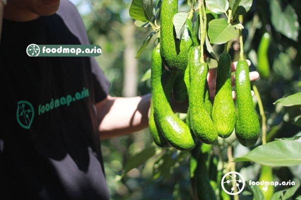 Vườn bơ của bà con Lâm Đồng