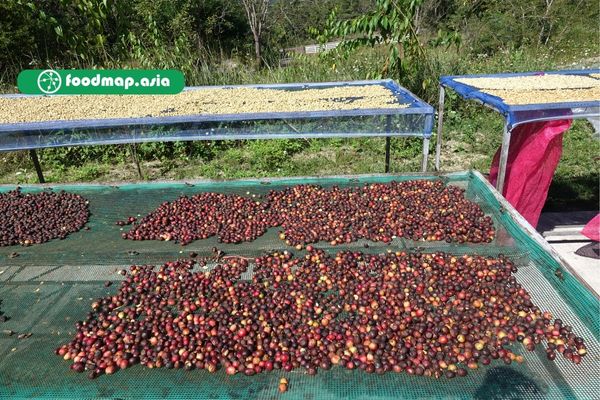 Cà phê phơi khô tự nhiên