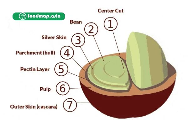 cấu tạo hạt cafe