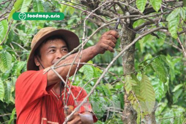 Cận Cảnh Quy Trình Chế Biến Hạt Cà Phê