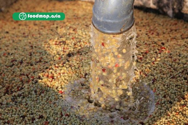 cách chế biến cà phê ướt