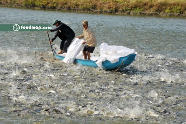 Mô hình nuôi cá tra 3 cấp ở An Giang đem lại hiệu quả cao. Ảnh: Lê Hoàng Vũ.