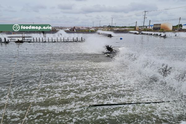 Nuôi tôm công nghệ cao tại ĐBSCL