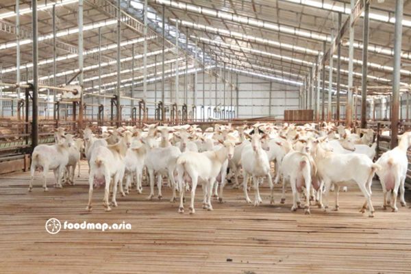 dan-de-trong-trang-trai