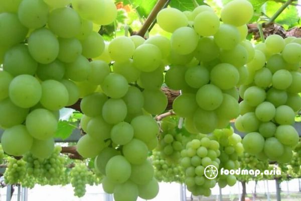 nho-xanh-ninh-thuan