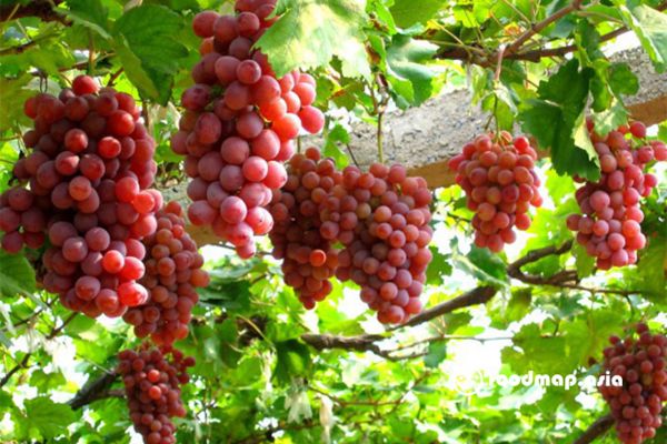 cay-nho-ninh-thuan