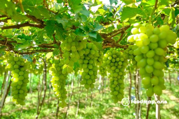 vuon-nho-ninh-thuan