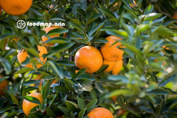 CAM-SON-NU-HAM-YEN-FOODMAP