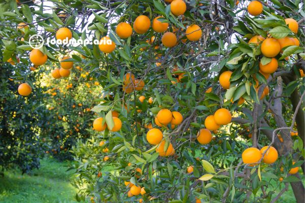 CAM SƠN NỮ HÀM YÊN