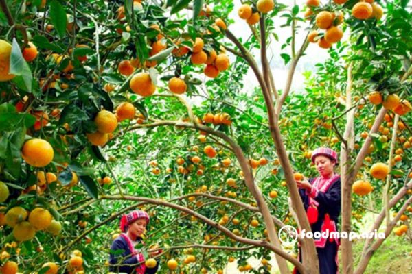 thu-hoach-cam-ham-yen