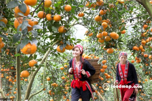 cam-ham-yen-son-nu-Tuyen-Quang