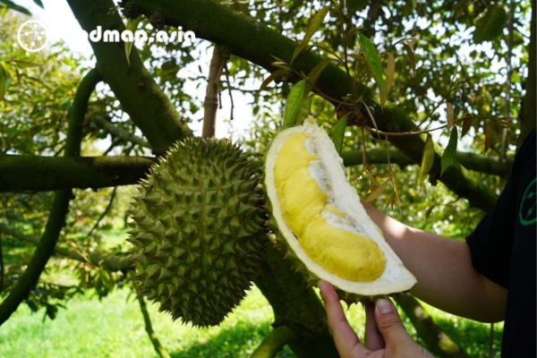 huong-vi-mau-sac-sau-rieng