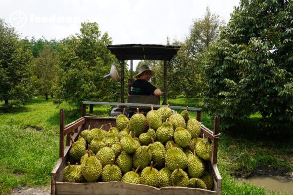 sau rieng bao nhieu calo