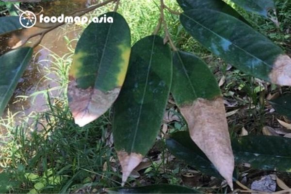 mot so benh o sau rieng