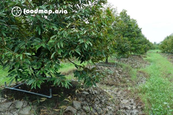 re coc dam sau vao dat