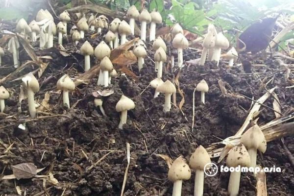 thoi-gian-thu-hoach-nam-moi