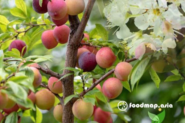 tac-dung-cua-man-ruby