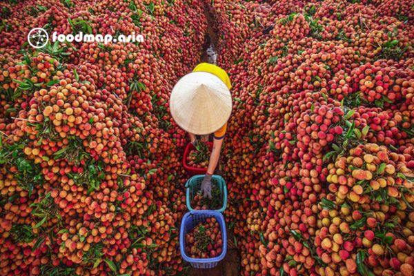 Vai-Bac-Giang-thu-hoach-tai-vuon