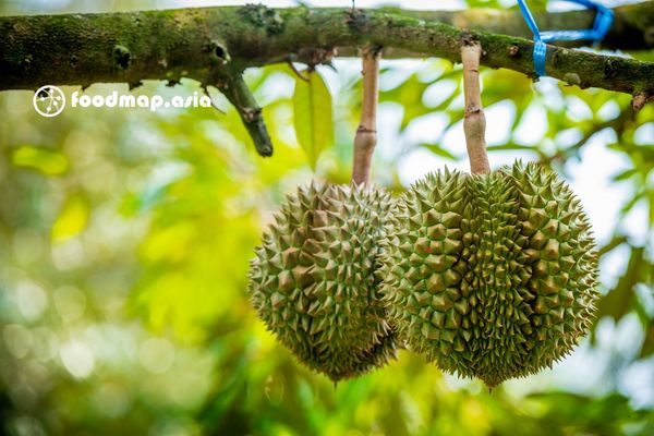 Sầu riêng Ri6 vườn mẹ chính gốc