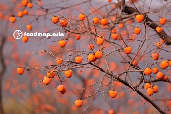 Cây hồng chín đỏ tại Đà Lạt