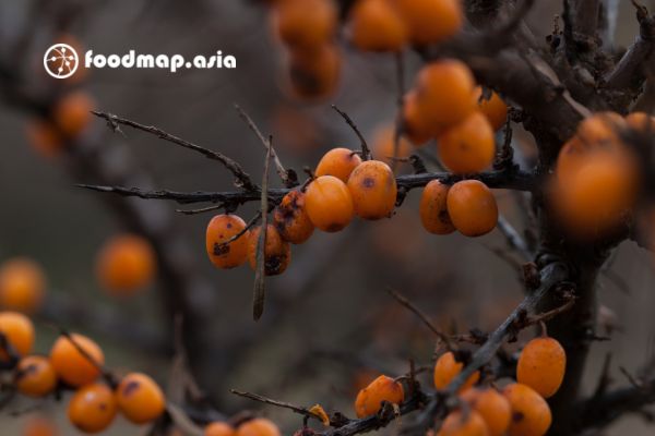 Hong-treo-gio-ban-dem