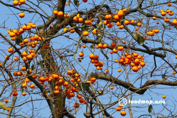 Cây hồng đã đến mùa trĩu quá(su tầm)