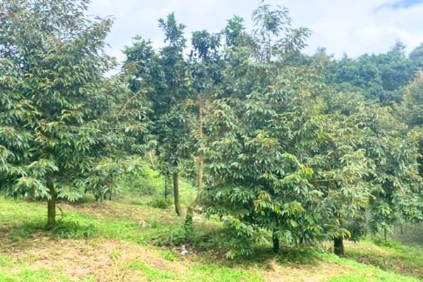 sầu riêng hải nam