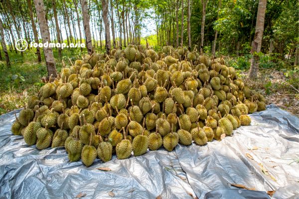 sầu riêng thu hoạch