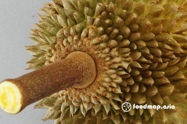 nhan-biet-sau-rieng-qua-gai