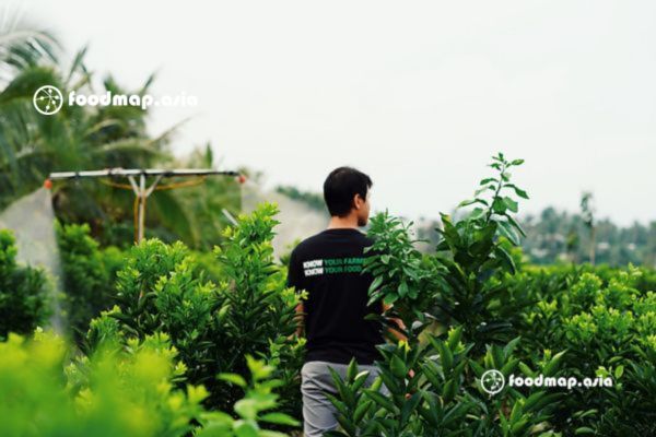 Tham khảo mô hình trồng cam sạch tại Vĩnh Long