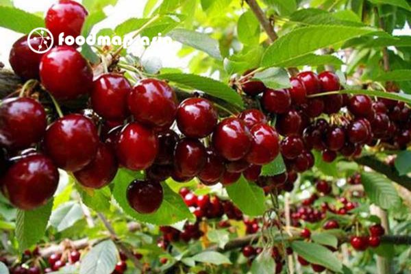 mua-cherry
