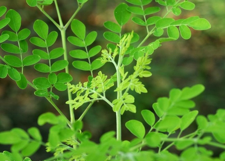 moringa chùm ngây