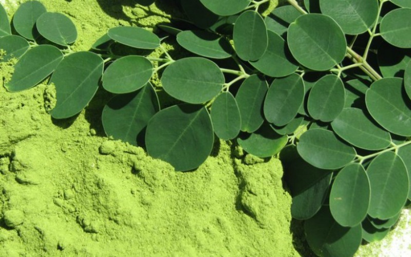 chùm ngây mua ở đâu