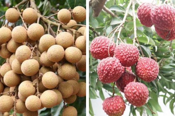 “Cha me”: nhan Shixia va vai thieu Ziniangxi.