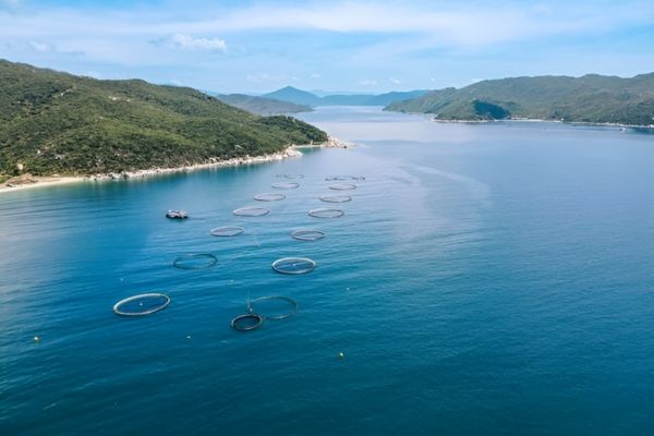 trang trai nước ca o VN