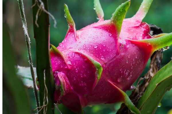 thanh long thăng FM