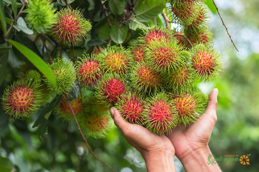 Cẩn trọng khi thưởng thức vải thiều: Những nhóm người cần hạn chế để tránh rủi ro sức khỏe