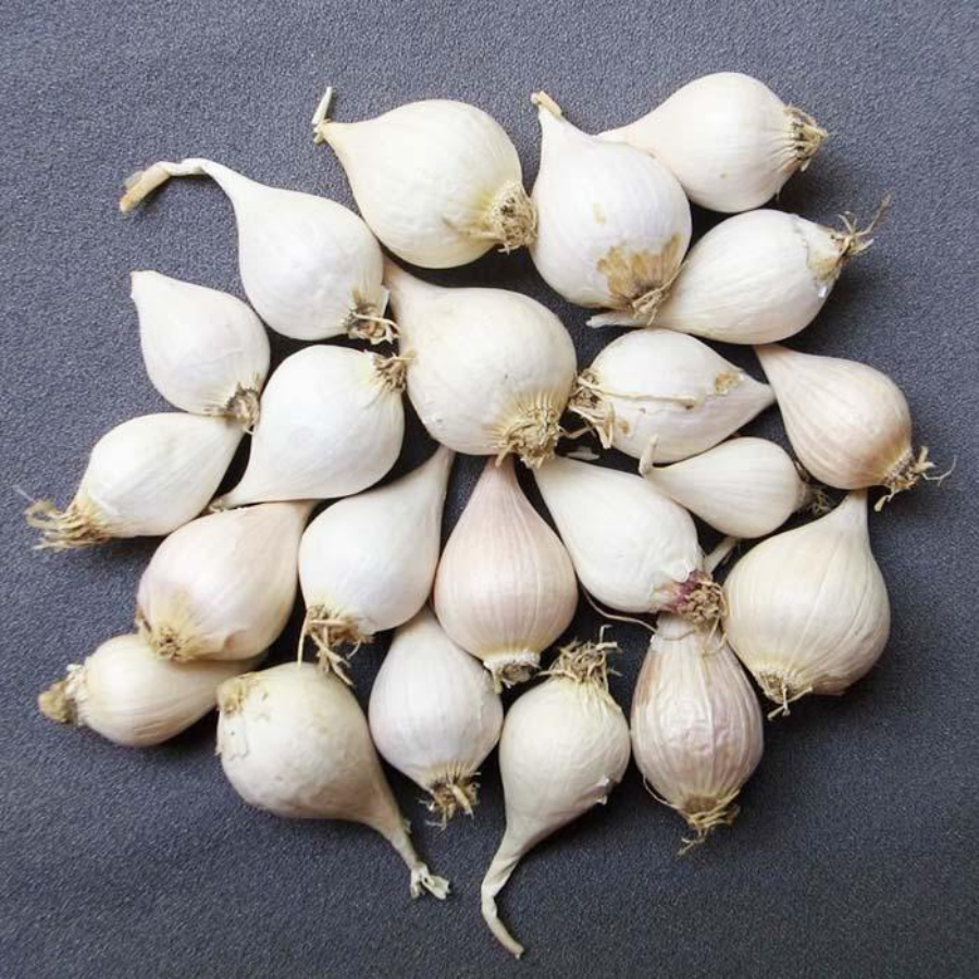 Tỏi cô đơn - Set 500g